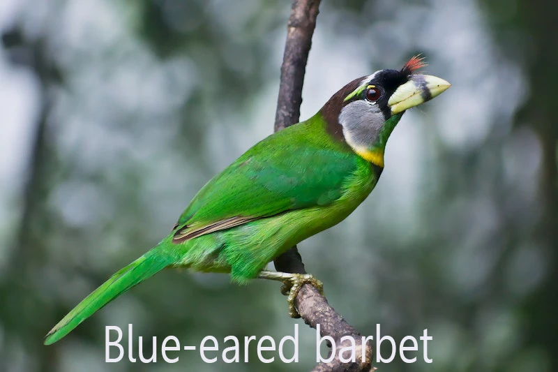 নীলকান বসন্তবৌরি-Blue-eared barbet