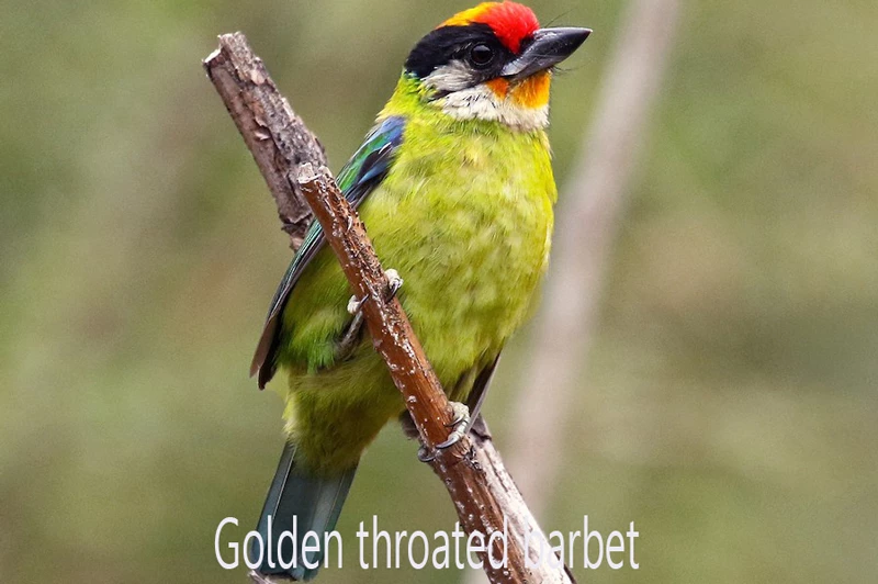 সোনালি গলা বসন্ত বউরি-Golden throated barbet
