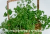 ধনেপাতার উপকারিতা ও অপকারিতা - Benefits and harms of coriander leaves