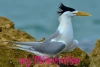 বড় টিকিপানচিল-Greater crested tern