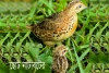 ছোট নাটাবটের-Common buttonquail