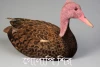 গোলাপি শির-Pink-headed duck