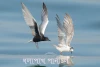 ধলাপাখ পানচিল-White winged Tern