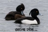 কালো হাঁস-Tufted duck