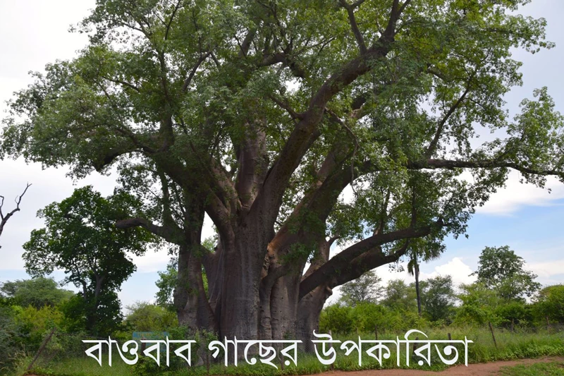 বাওবাব গাছের উপকারিতা - Benefits of Baobab Tree