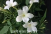 চামেলী ফুলের উপকারিতা - Benefits of jasmine flowers