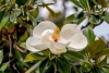 উদয়পদ্ম এর ঔষধি গুণাগুণ - Medicinal properties of Laural magnolia