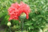 আফিম এর উপকারিতা ও অপকারিতা - Advantages and disadvantages of Opium poppy