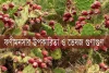 ফণীমনসার উপকারিতা ও ভেষজ গুণাগুণ - Benefits and Herbal Properties of Opuntia dillenii