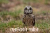 ছোটকান প্যাঁচা-Short Eared Owl