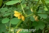 বন চাকুন্দার ভেষজ গুণাগুণ - Herbal properties of Sickle Senna