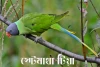 স্লেটমাথা টিয়া- Slaty-headed Parakeet