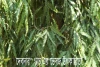 দেবদারু গাছ এর ভেষজ উপকারিতা - Herbal Benefits of false ashoka Tree