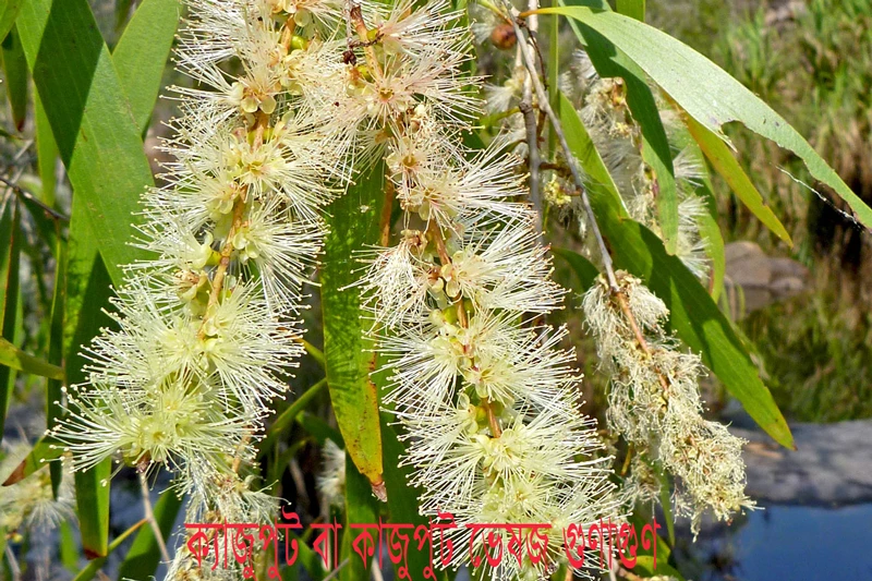 ক্যাজুপুট বা কাজুপুট ভেষজ গুণাগুণ - weeping paperbark herbal properties