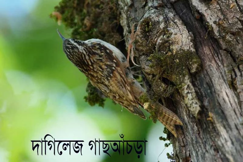 দাগিলেজ গাছআঁচড়া-Bar-tailed treecreeper