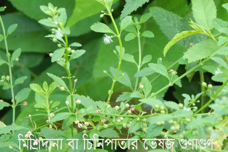 মিশ্রিদানা বা চিনিপাতার ভেষজ গুণাগুণ - Herbal properties of goatweed