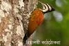 হিমালয়ী কাঠঠোকরা-Himalayan flameback