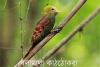 ধলামাথা কাঠঠোকরা-Pale-headed woodpecker