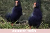 তাকাহে পাখি-Takahe Birds