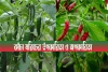 কাঁচা মরিচের উপকারিতা ও অপকারিতা-Benefits and harms of green chillies
