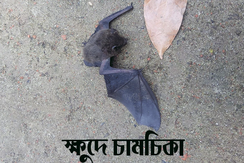 ক্ষুদে চামচিকা-Indian pipistrelle