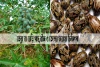 ভেন্না বা রেড়ি গাছ,বীজ ও তেলের ঘরোয়া চিকিৎসা-Home Remedies of castor bean or castor oil plant